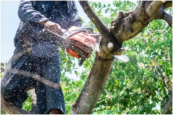 tree services Port O'Connor